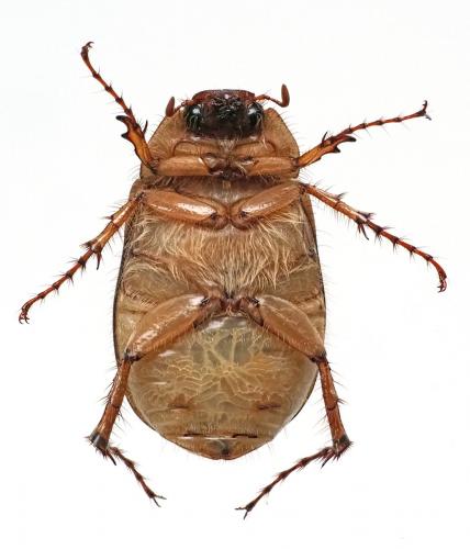 Hoplochelus marginalis
